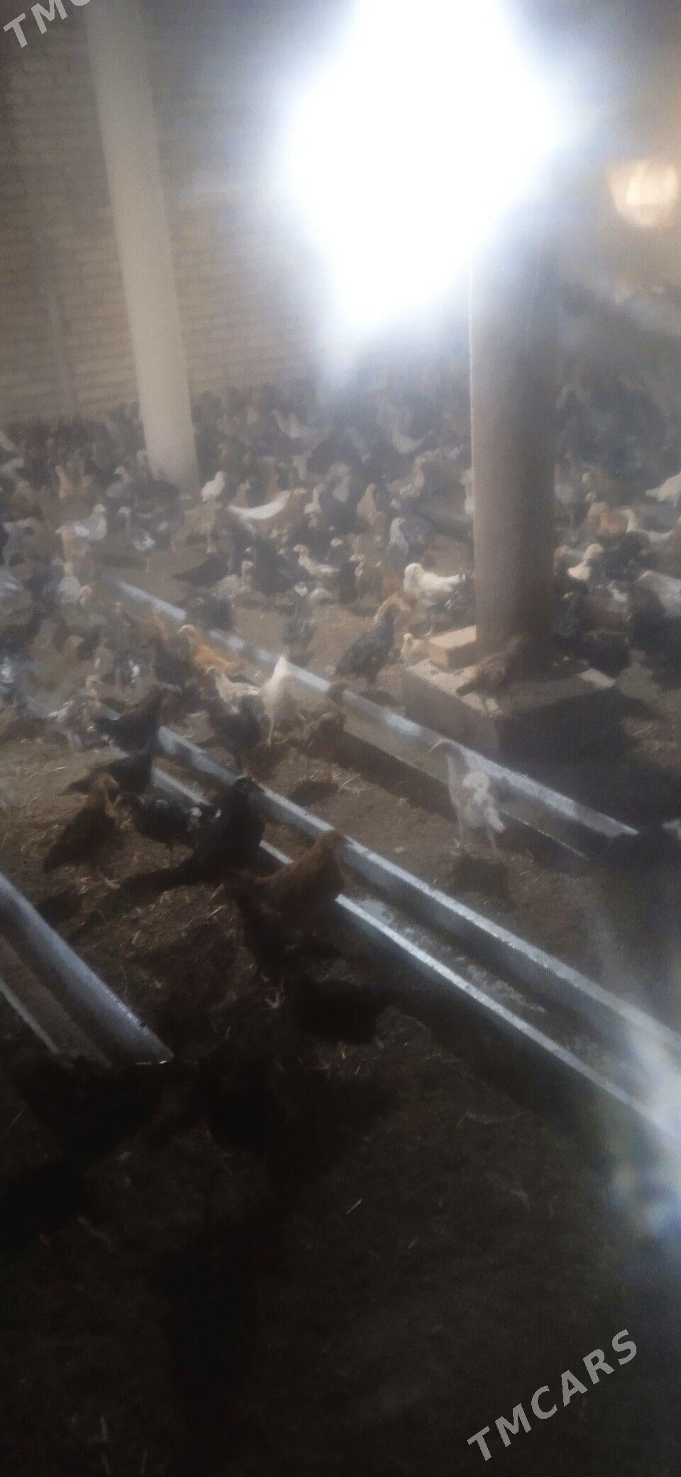 juyjeler - Чарджоу - img 1