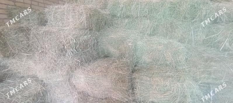 yorunja kip - Саят - img 1