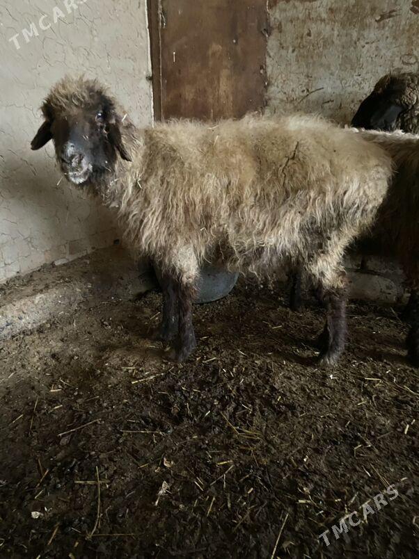 Goyun - Mary - img 1