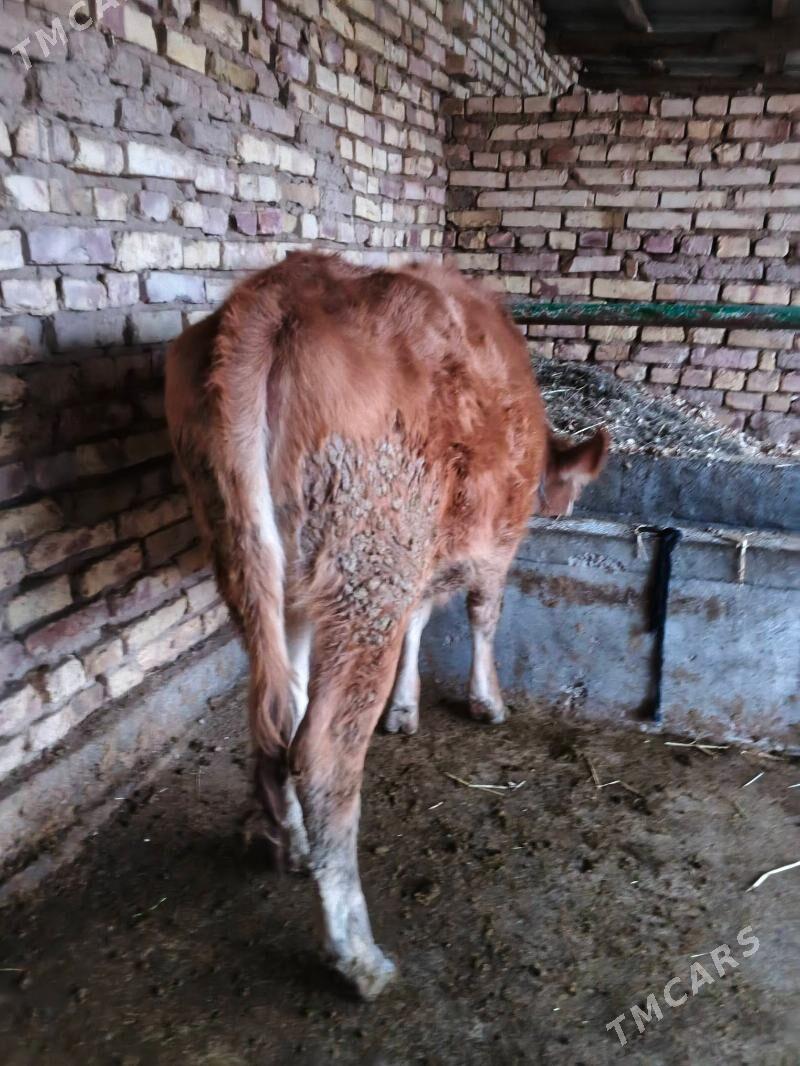 tuwe - Бабадайхан - img 1