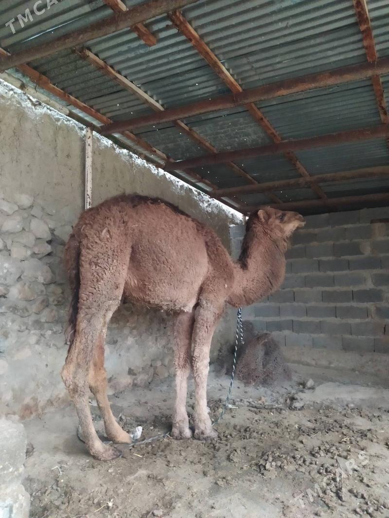 Ogşuk - Бахарден - img 1