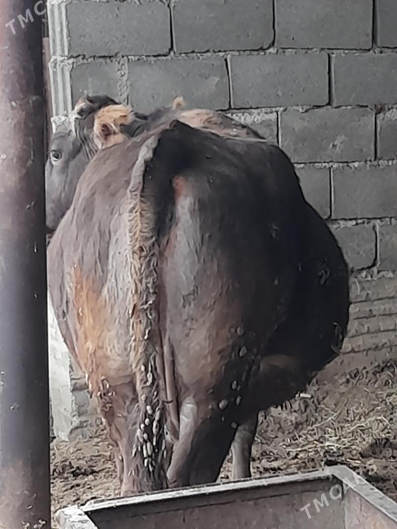 semiz sygyr - Bäherden - img 1