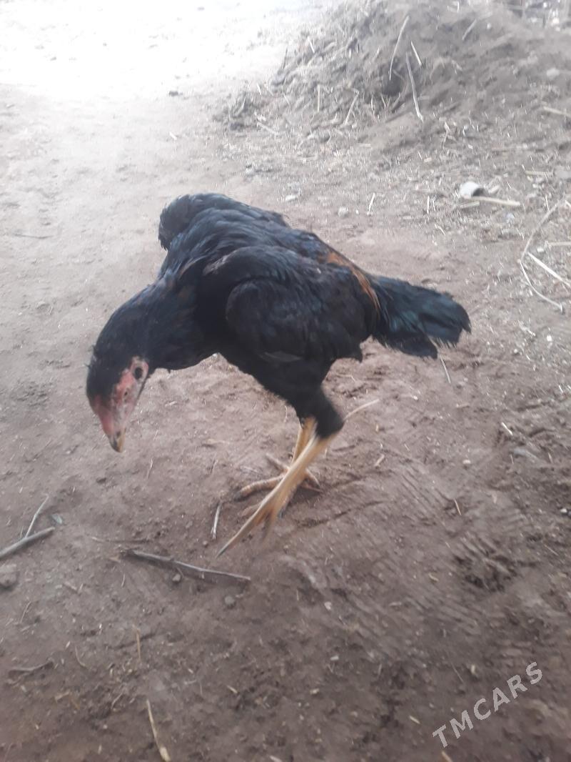 HORAZ - Шабатский этрап - img 1