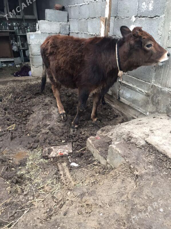 tuwe - Гарадамак Шор - img 1