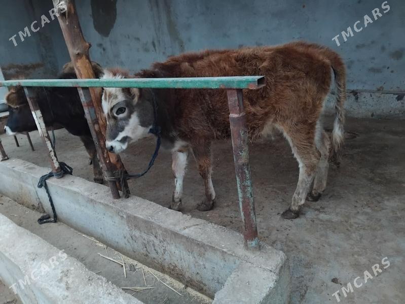 tuwe - Бабадайхан - img 1