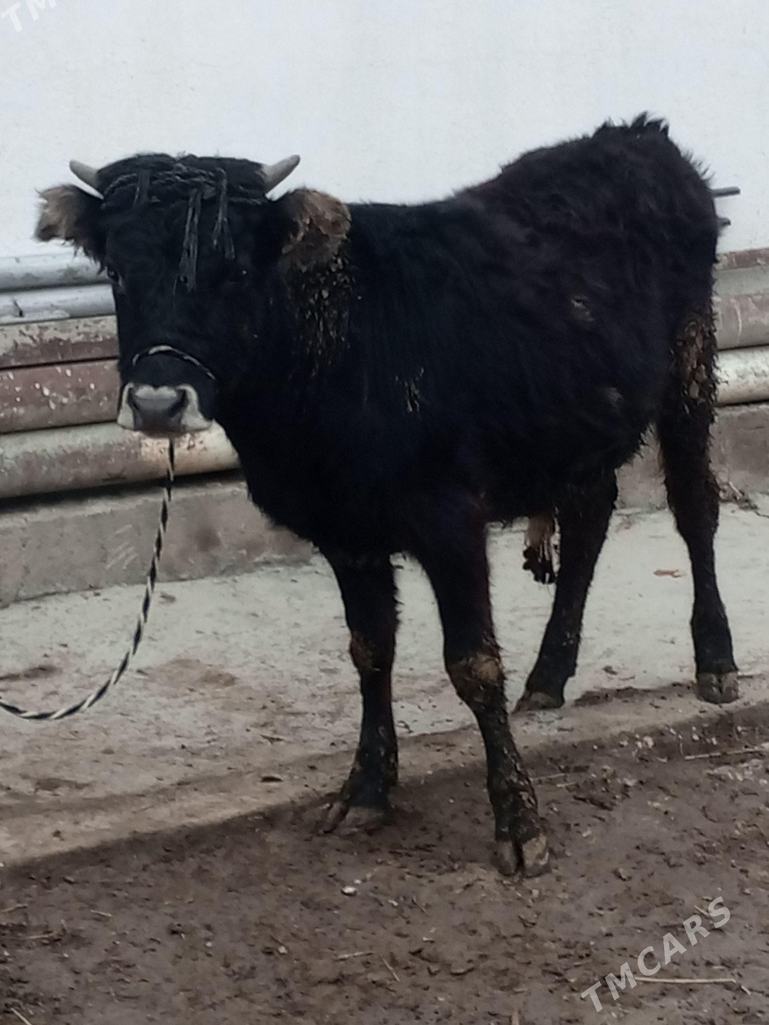 Okuz - Aşgabat - img 1