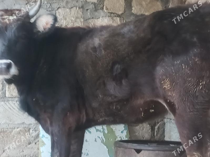 gaçar - Gumdag - img 1