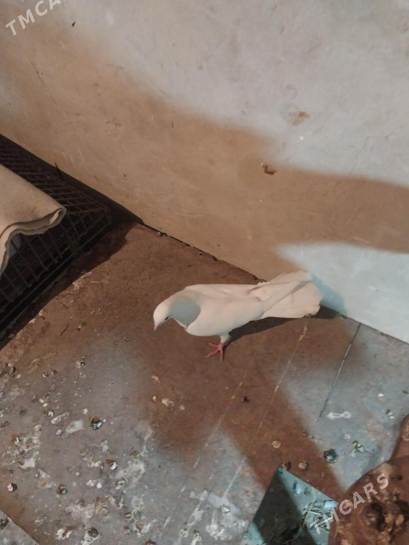 kepderi - Гызыларбат - img 1