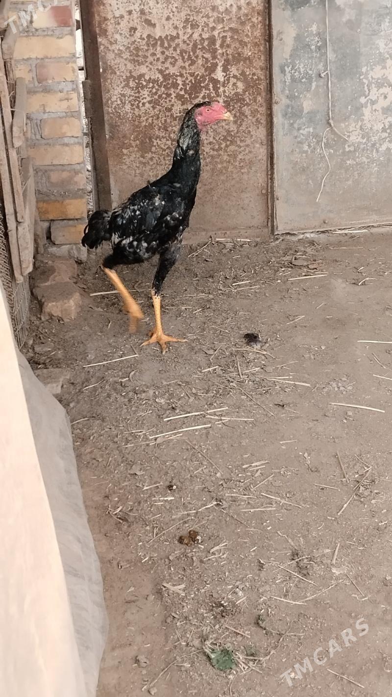 Cal horaz - Saýat - img 1