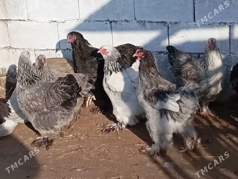 brama towyk - Ашхабад - img 1