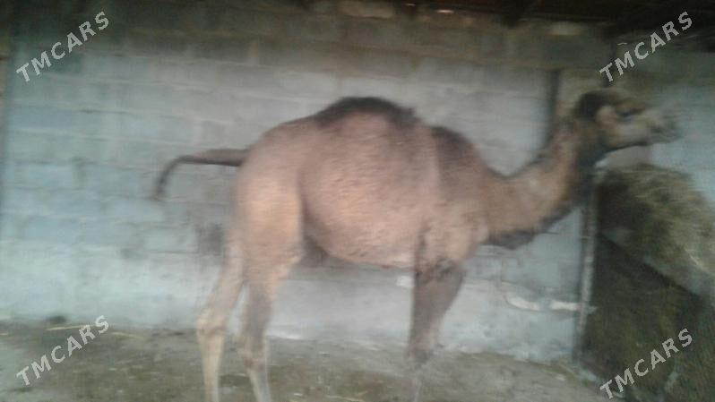 ogsuk - Гумдаг - img 1