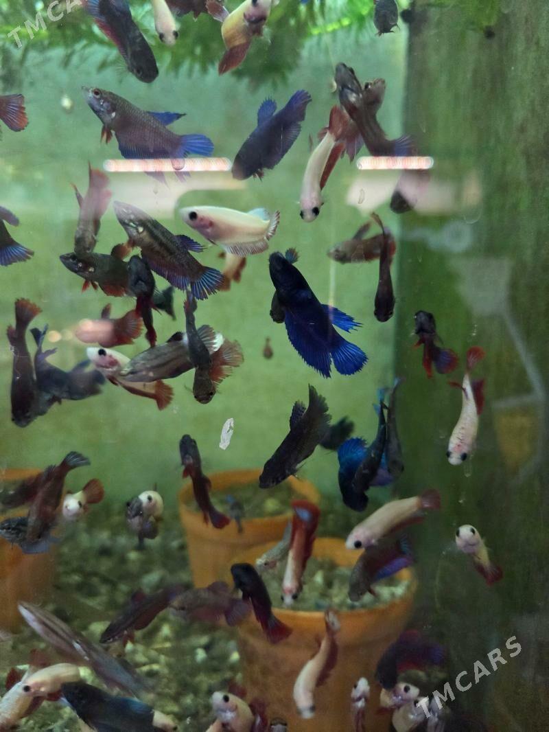 Рыбки - Aşgabat - img 1