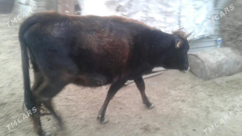 sygyr - Гумдаг - img 1