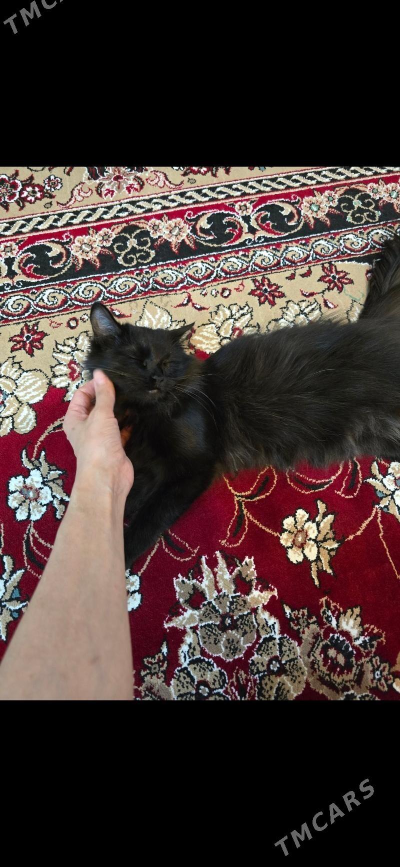 gara tüýlek pishik - Aşgabat - img 1