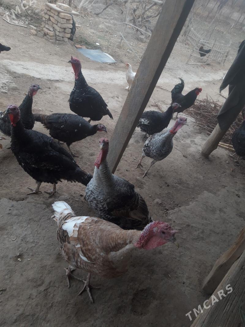 indyuk - Çärjew - img 1