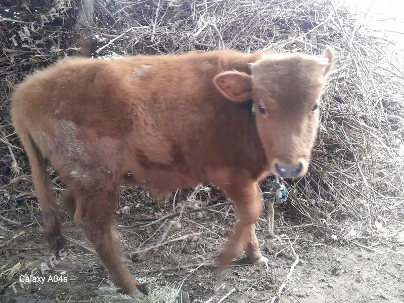 okuz gulajyn - Сакарчага - img 1