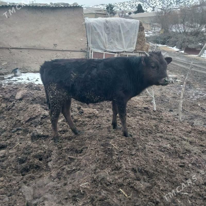 Okiz - Бахарден - img 1