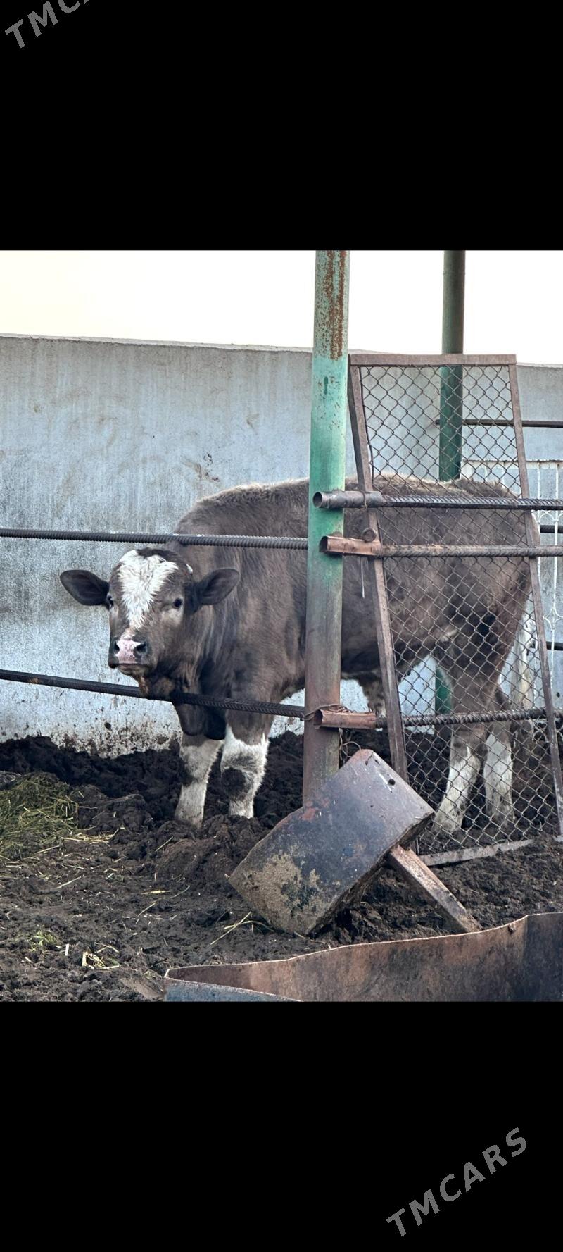 KISANY GÖKALA ÖKÜZLER - Гёкдепе - img 1