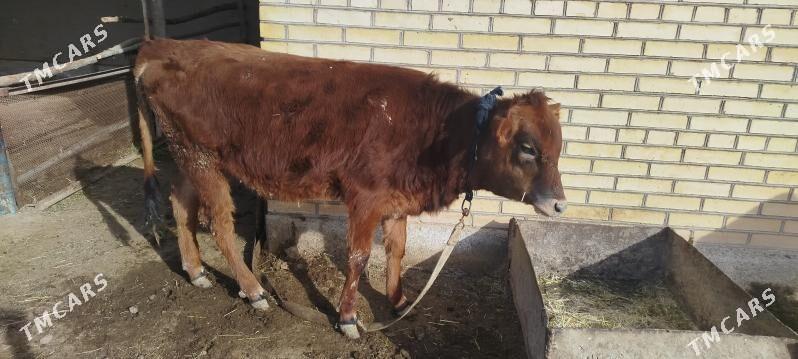 Gulajyn 48 milÿon - Мургап - img 1