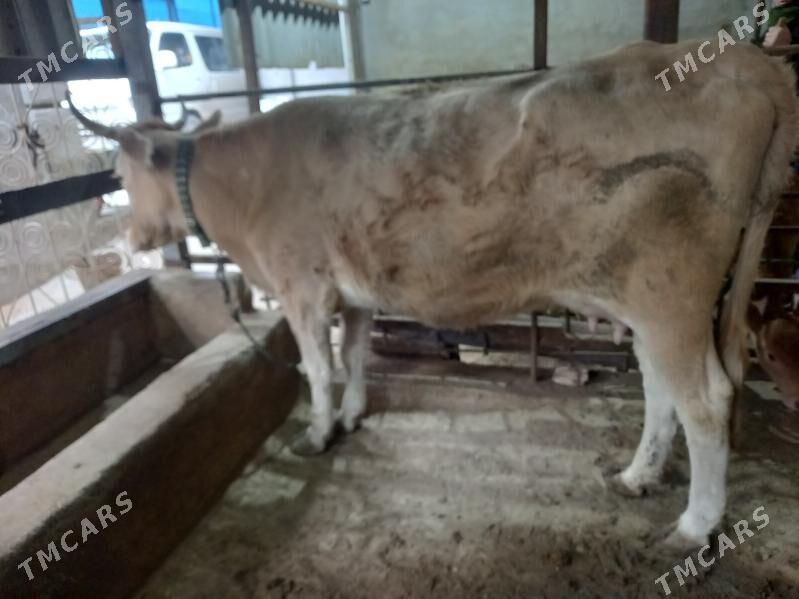 Göleli sygyr - Бузмеин - img 1