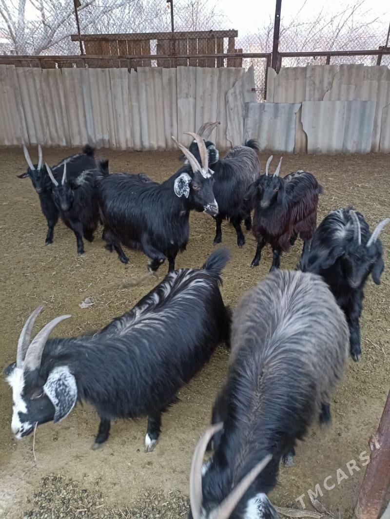 Geçi - Sakarçäge - img 1