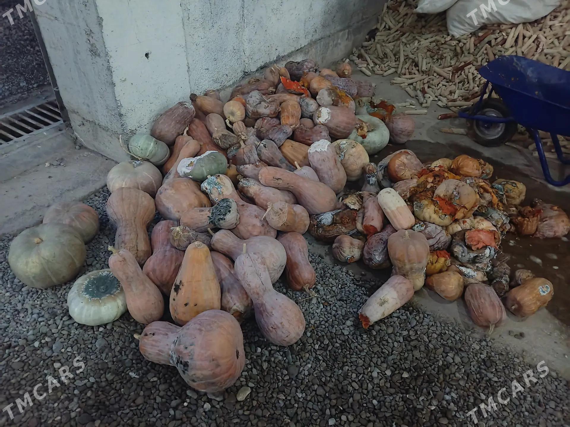 Kadi - Aşgabat - img 1