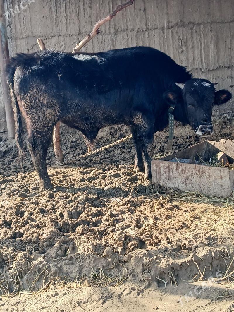 okuz - Änew - img 1