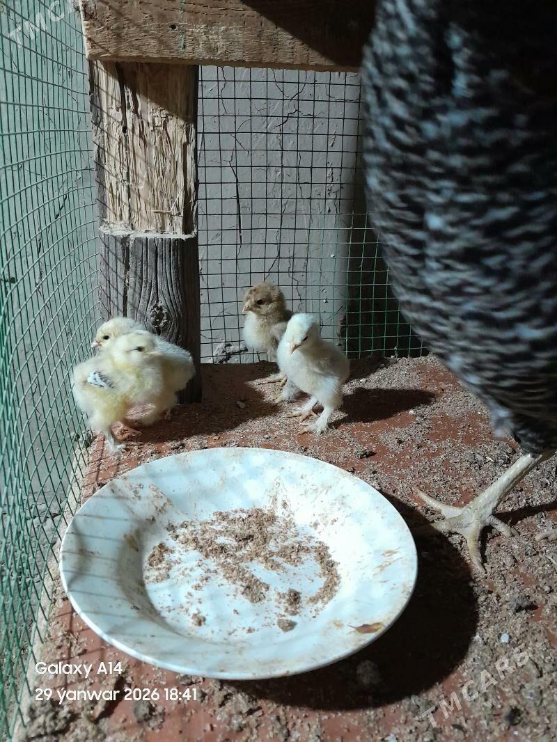 brama jüje - Ашхабад - img 1