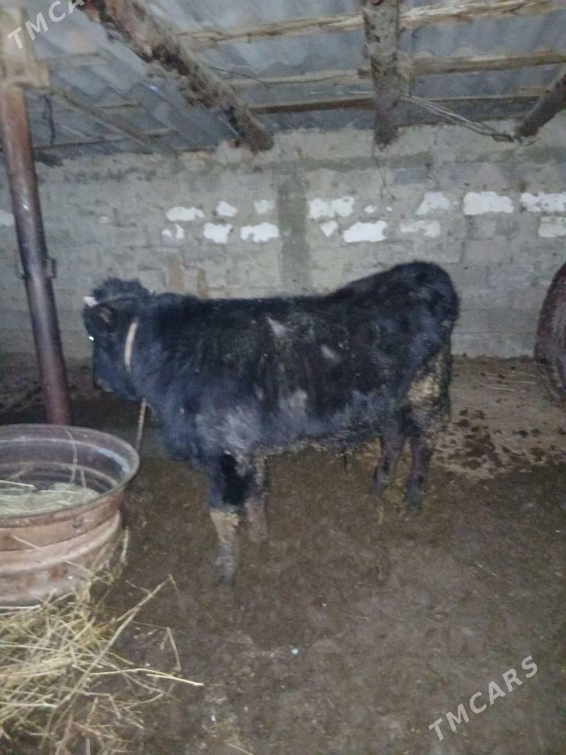 okuzler - Яшлык - img 1