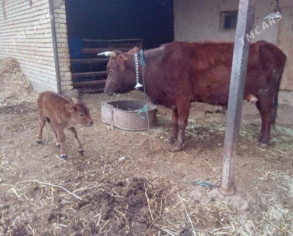 Göleli sygyr - Байрамали - img 1