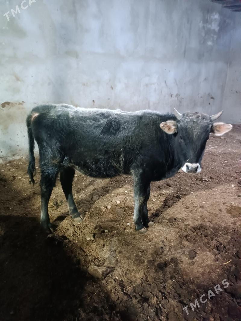 окиз - Балканабат - img 1