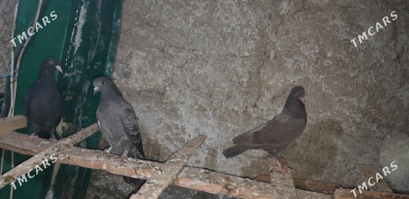 Kepderi - Ак-Бугдайский этрап - img 1