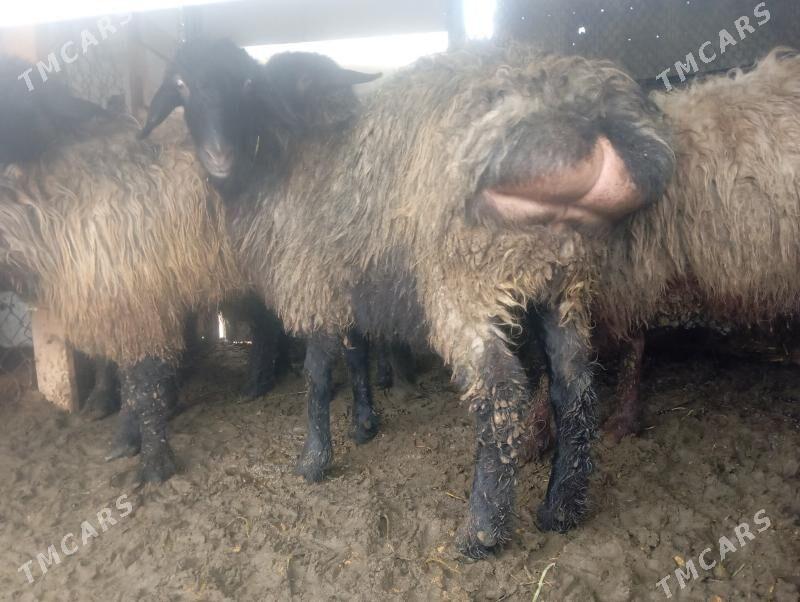 issek goyun - Ашхабад - img 1