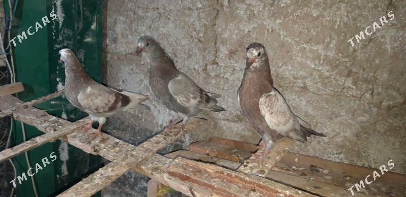 Kepderi - Ак-Бугдайский этрап - img 1