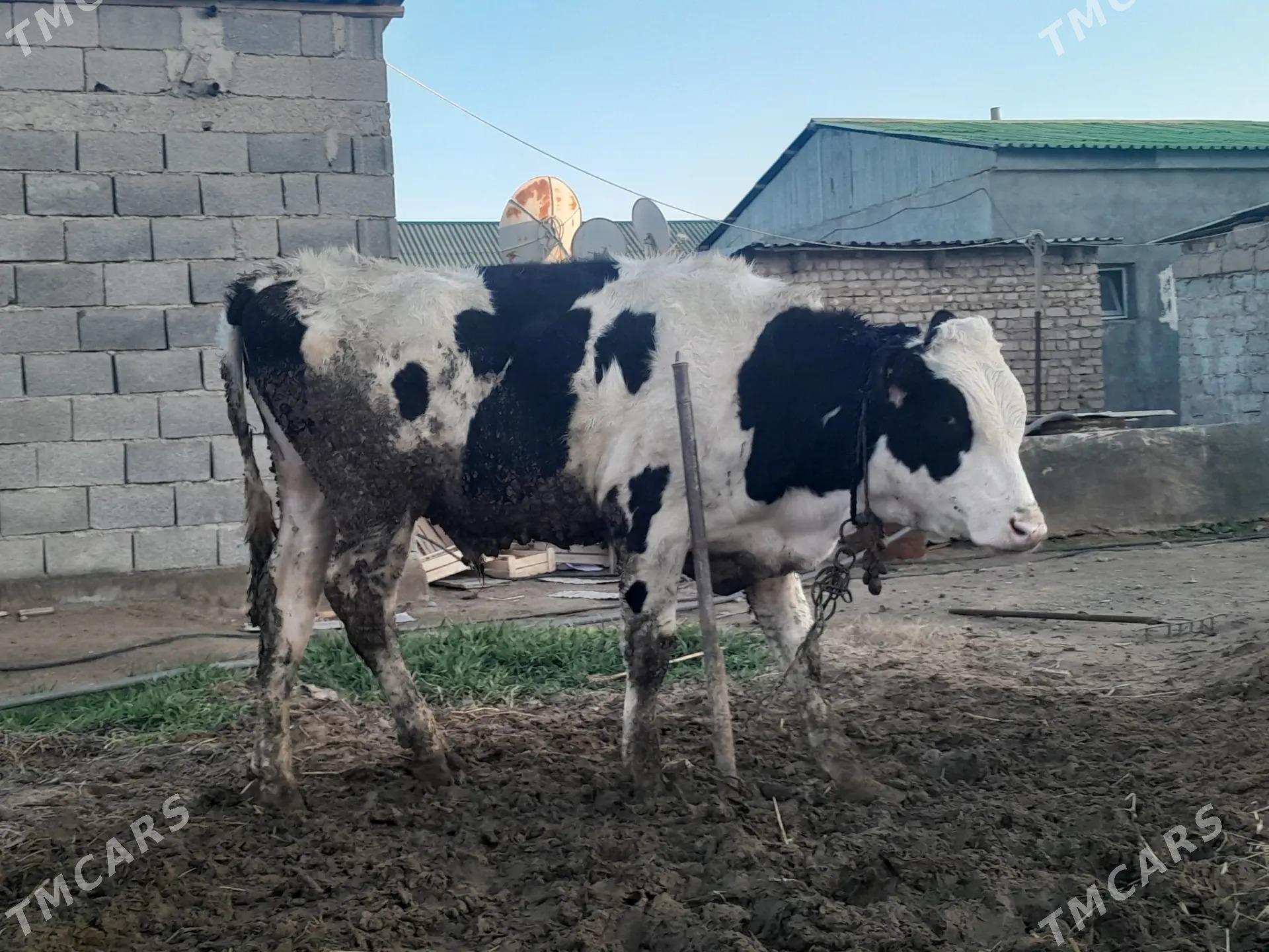 Galisdeyin - Gypjak - img 1