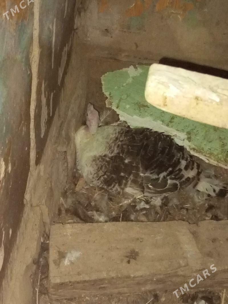 induk - Байрамали - img 1