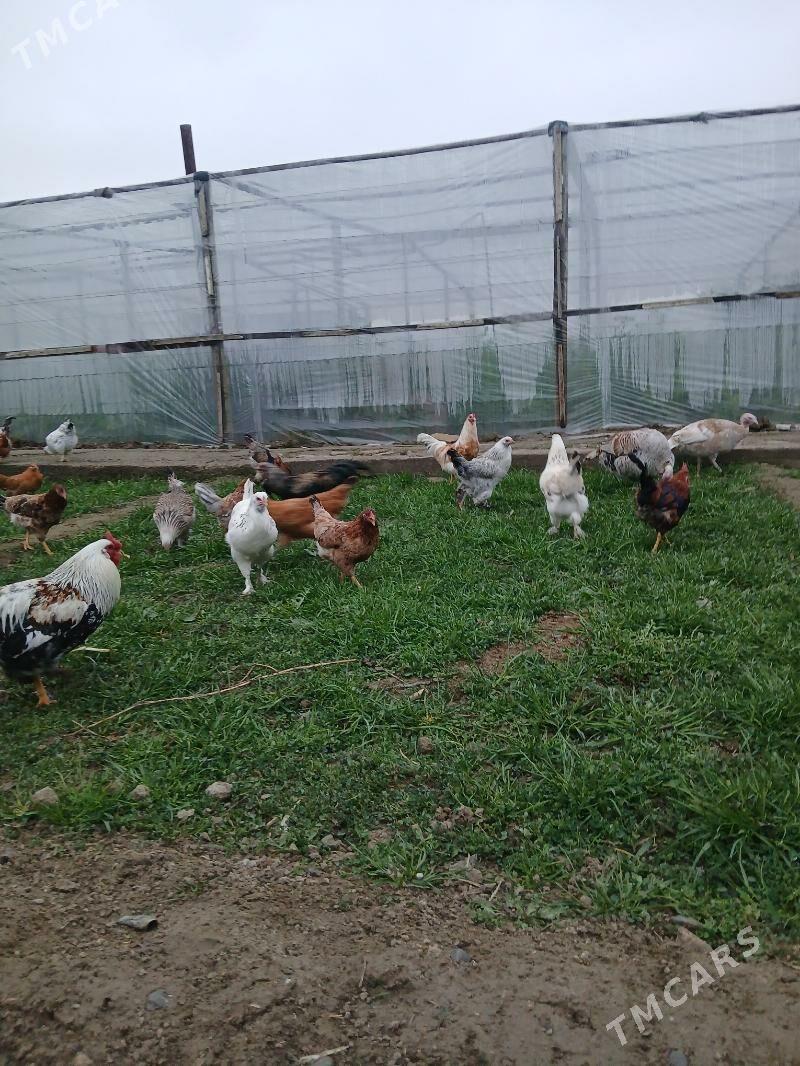 towuk horaz - Гёкдепе - img 1