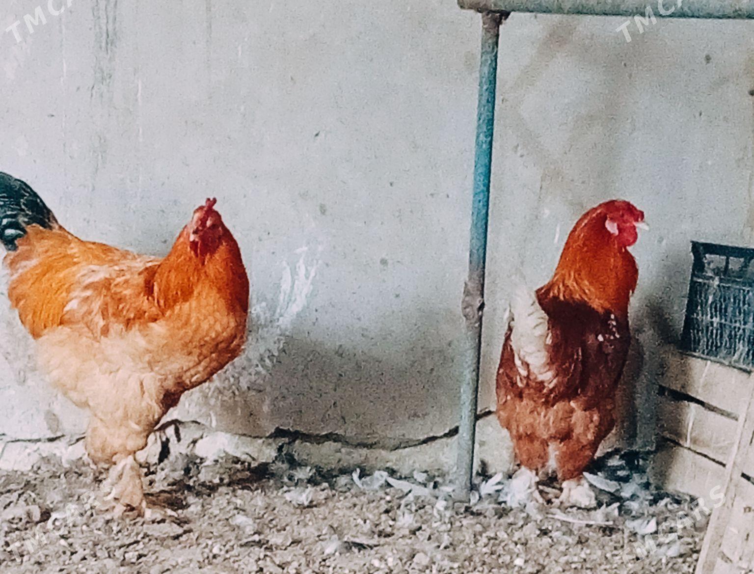 Horazlar - Гызыларбат - img 1