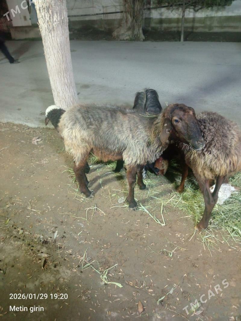 Guzli Goýun - Гёкдепе - img 1