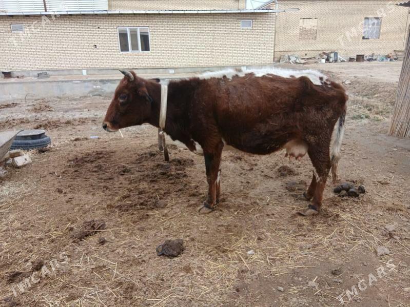 sygyr - Мары - img 1