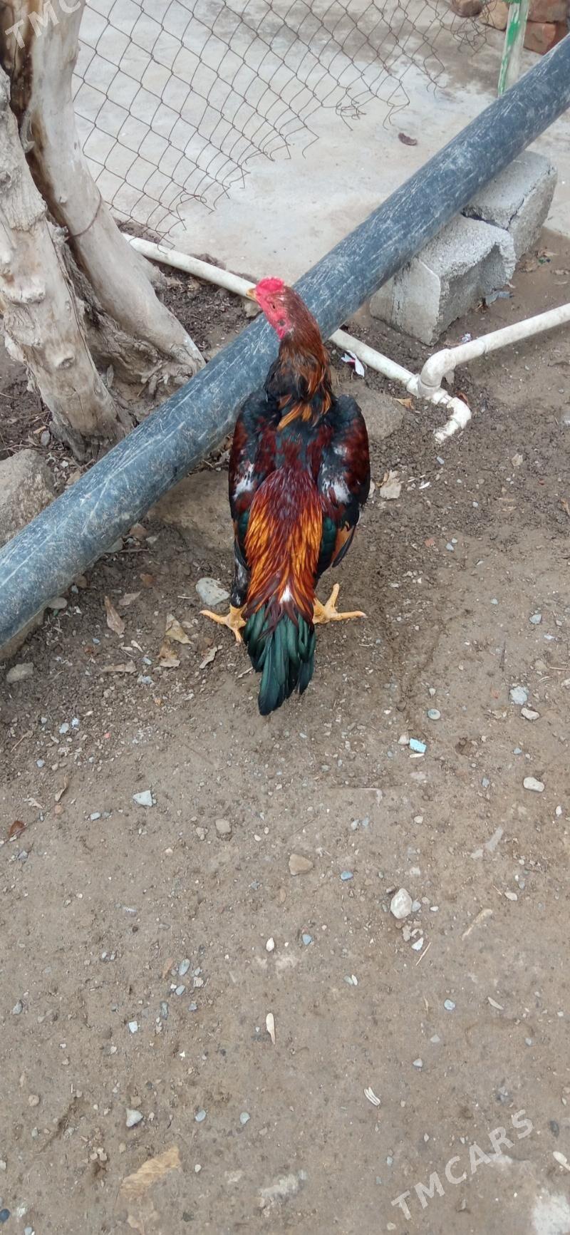 taşkent horaz - Büzmeýin - img 1