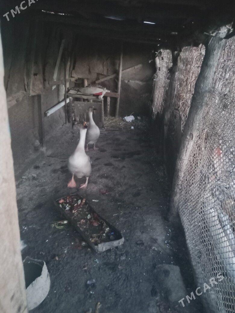 верхкиркинка дача насозны яны - Туркменабат - img 1