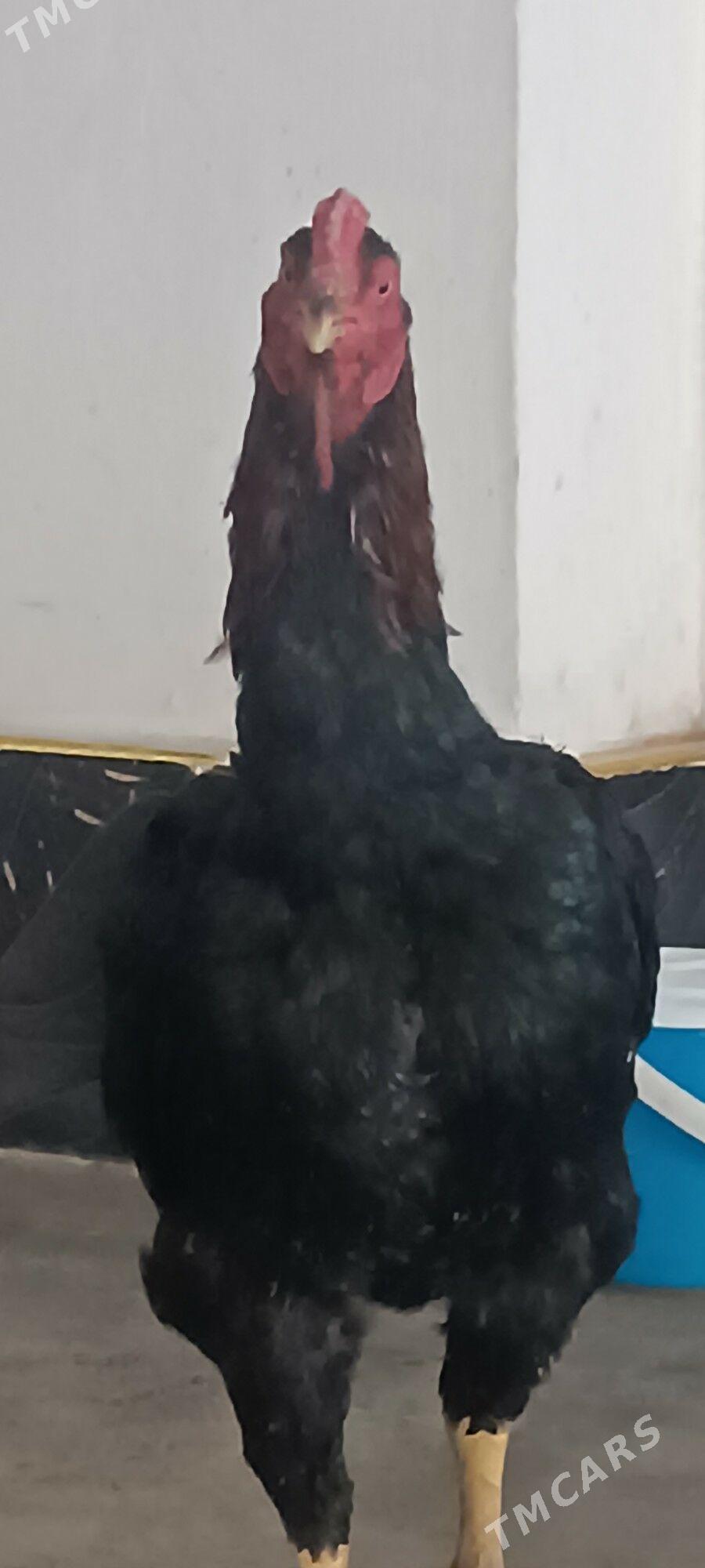 baýsov horaz - Чарджоу - img 1