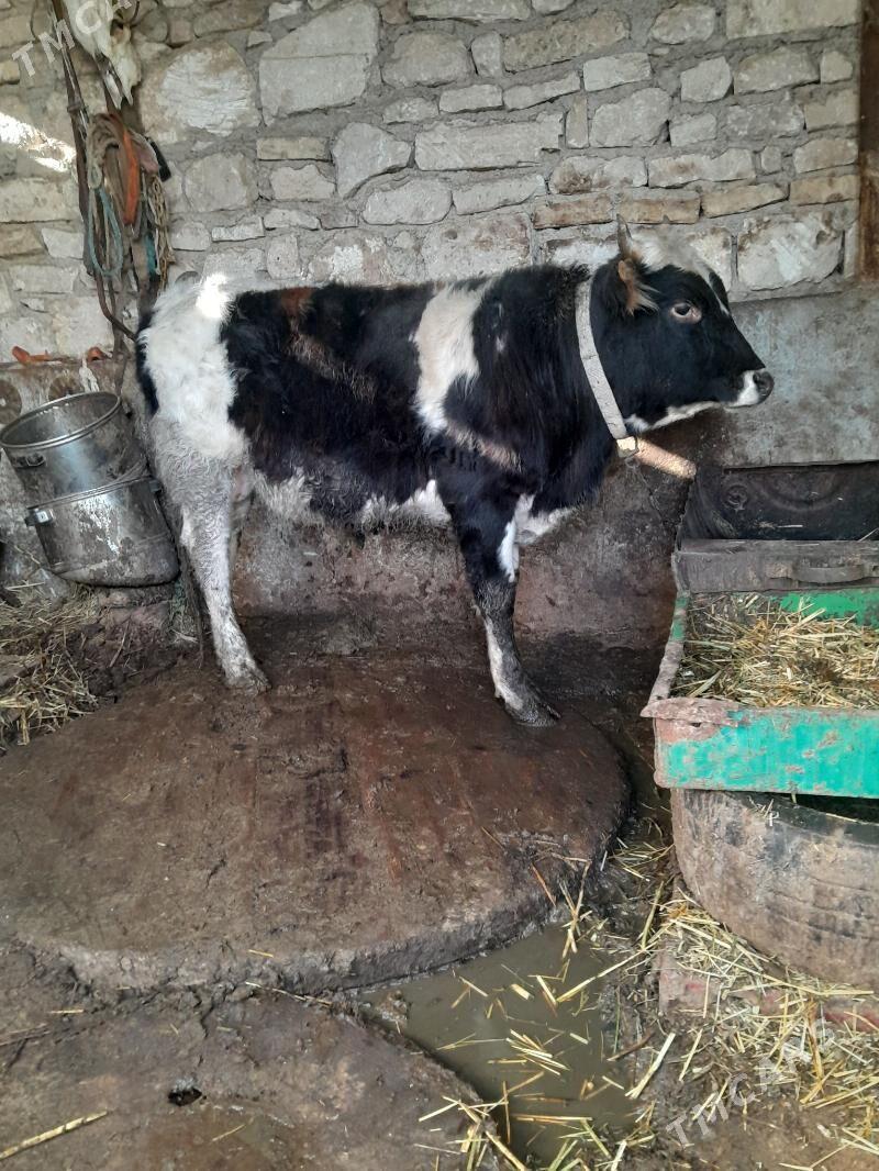 Öküz - Гызыларбат - img 1