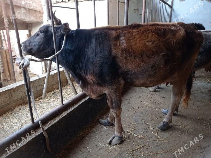 gysyr sygyr - Gumdag - img 1