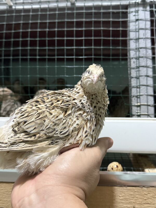 Bedene Перепелки - Tejen - img 1