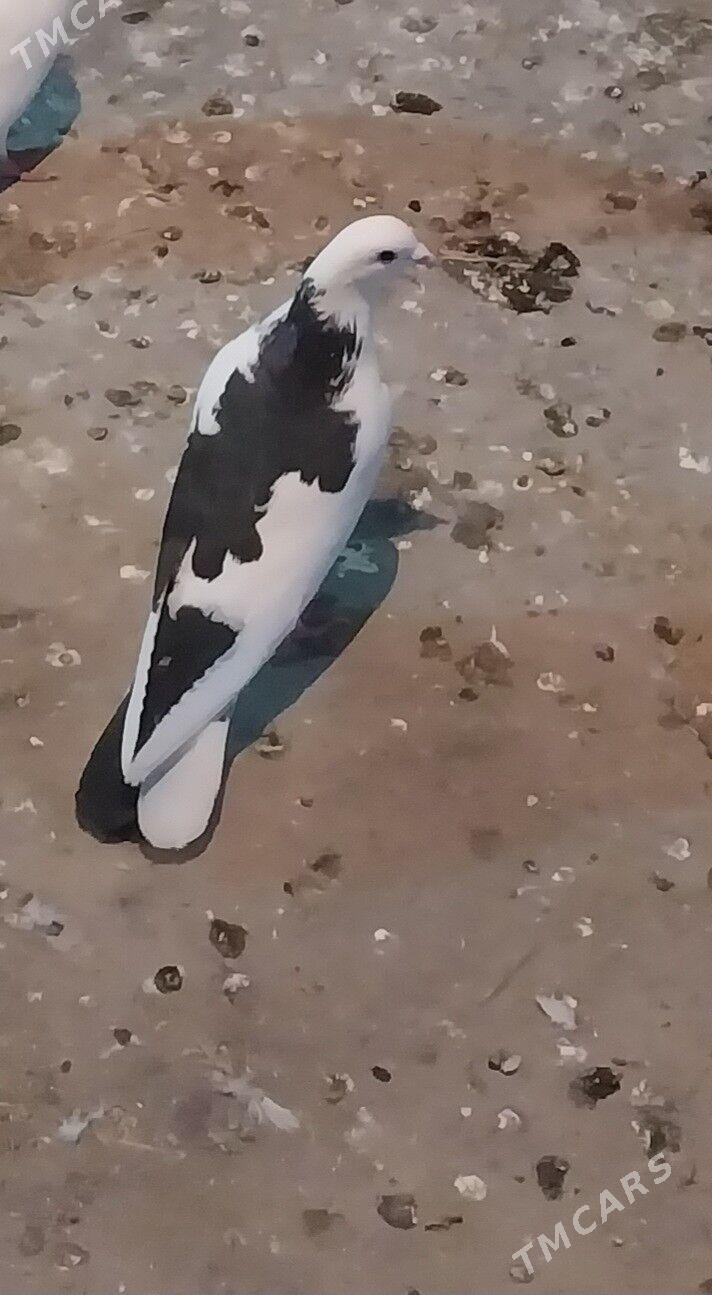 kepderi - Гызыларбат - img 1