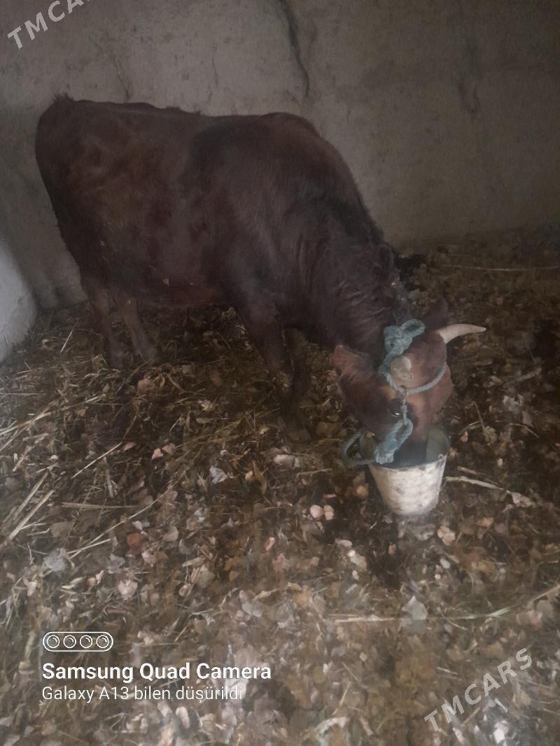 Ökiz bakylan - Губадаг - img 1