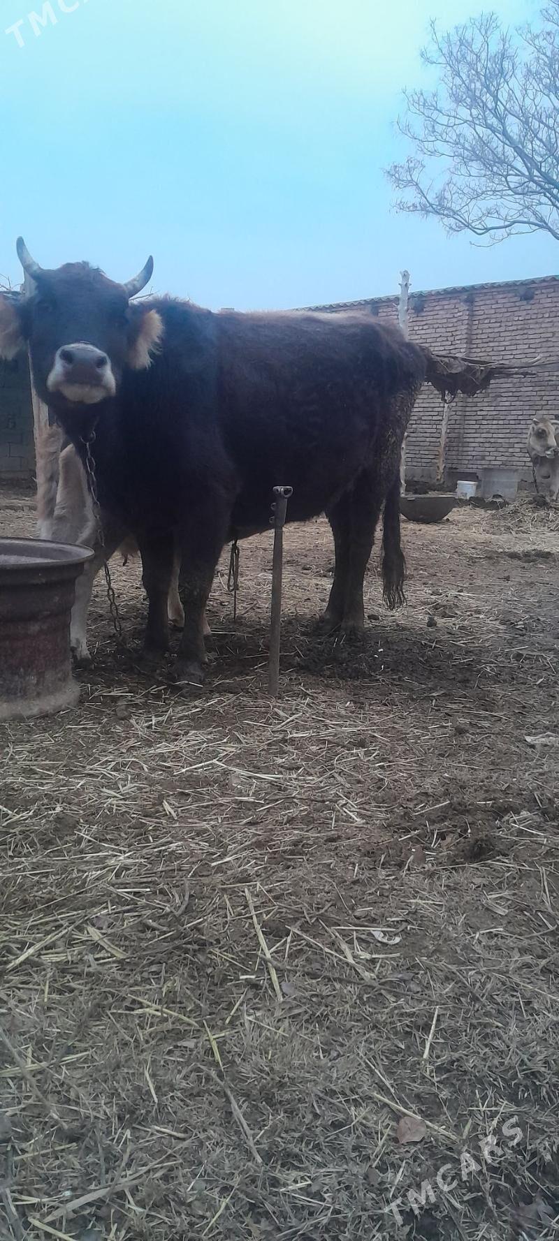 Göleli sygyr. - Бахарден - img 1