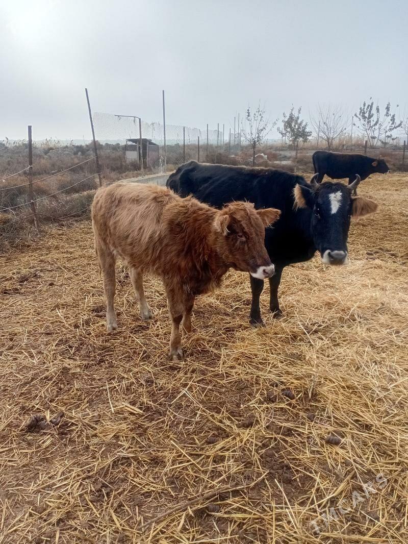 göleli sygyr - Бахарден - img 1